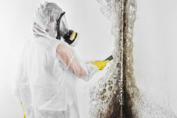 Best Insurance-Related Mold Remediation in Davenport, IA